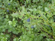 blueberry heaven!